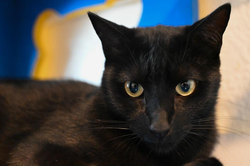 Enlarge Lucy, a Adoptable mixed breed in San Pedro, CA image 3/3