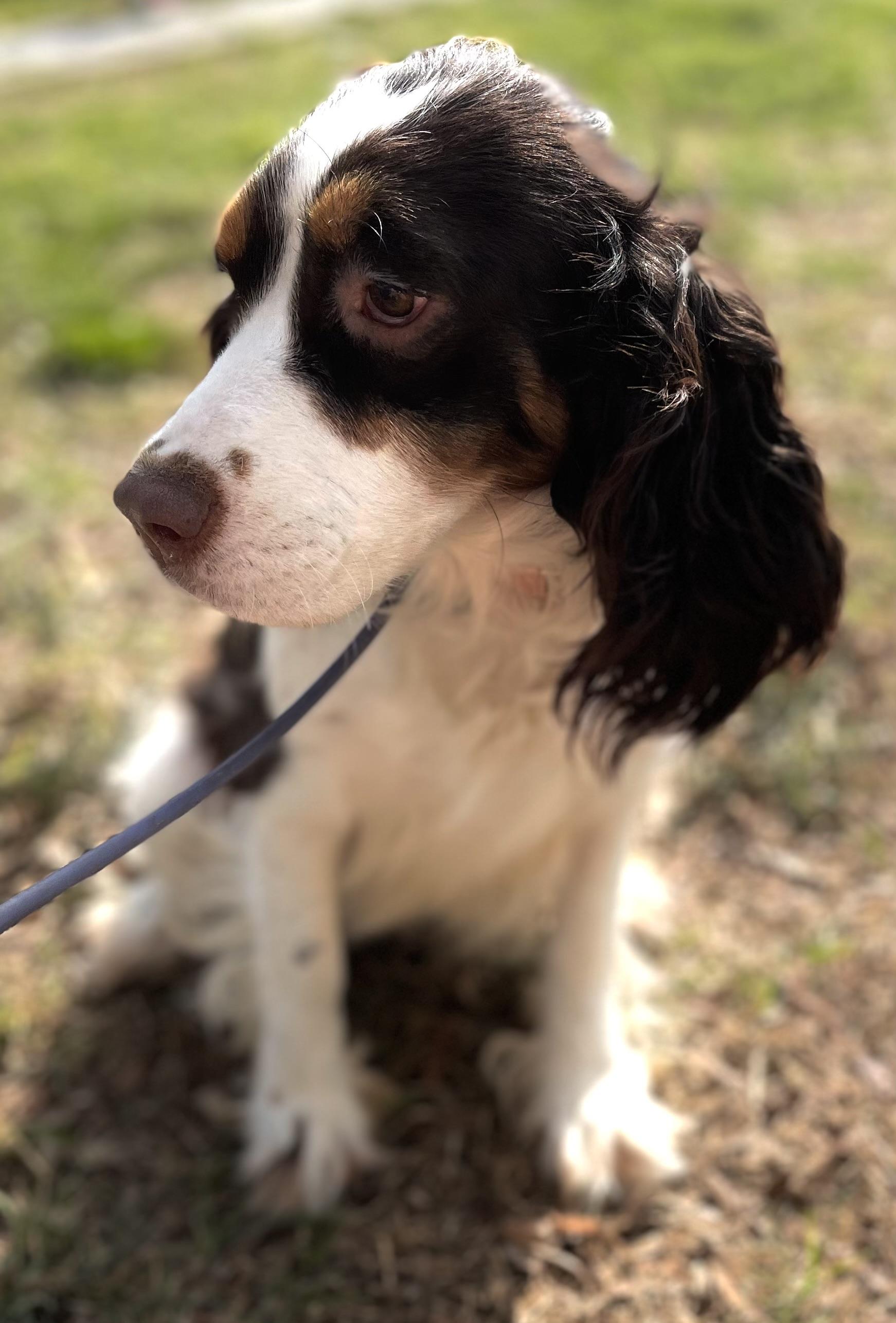 Essie, a ADOPTABLE English Springer Spaniel in Charlotte , NC image 1/5