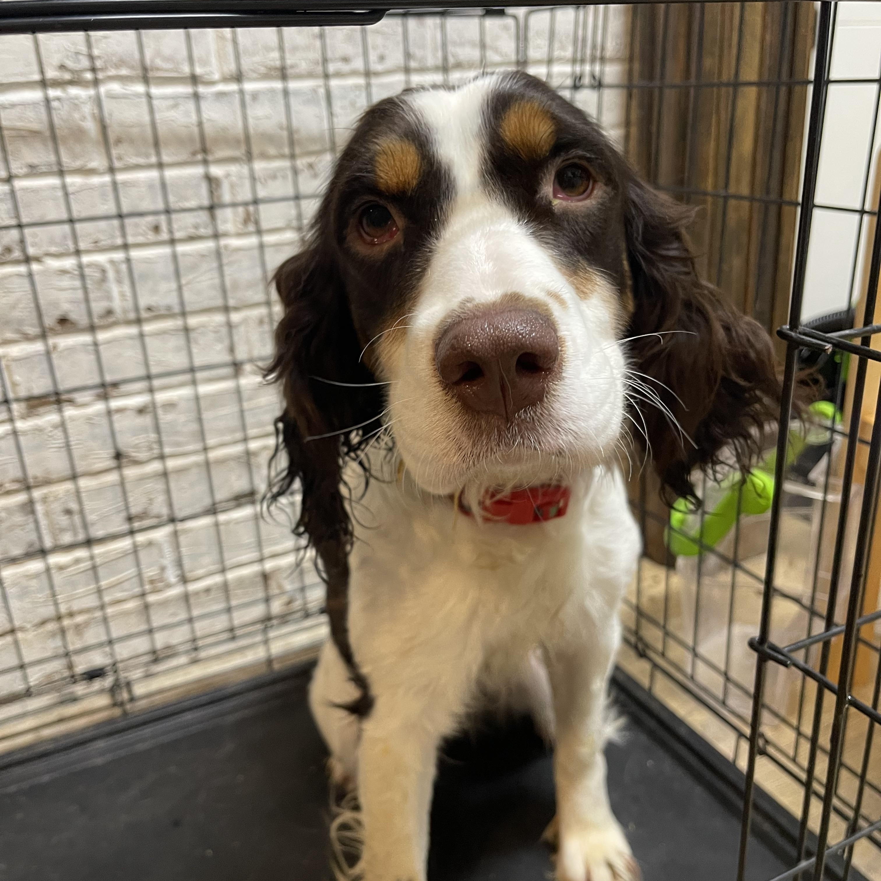 Essie, a ADOPTABLE English Springer Spaniel in Charlotte , NC image 2/5
