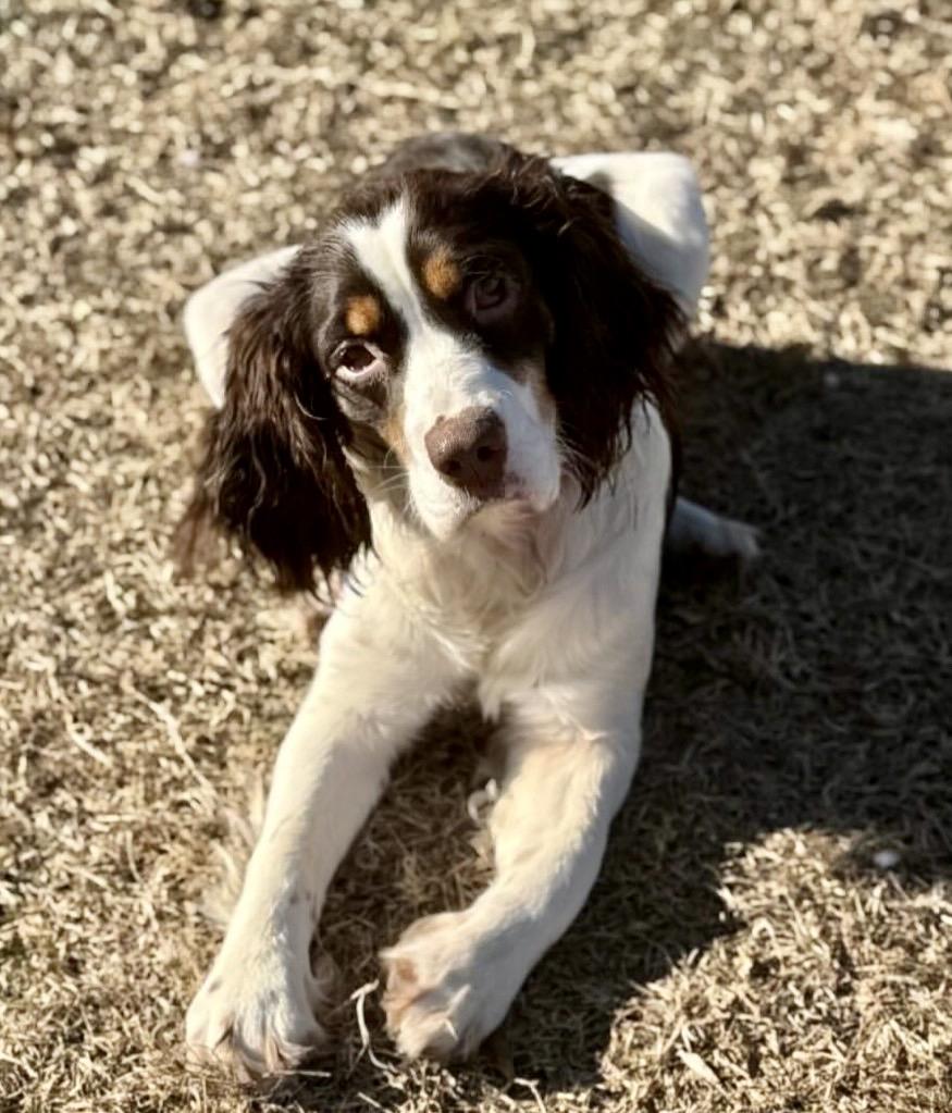 Essie, a ADOPTABLE English Springer Spaniel in Charlotte , NC image 5/5