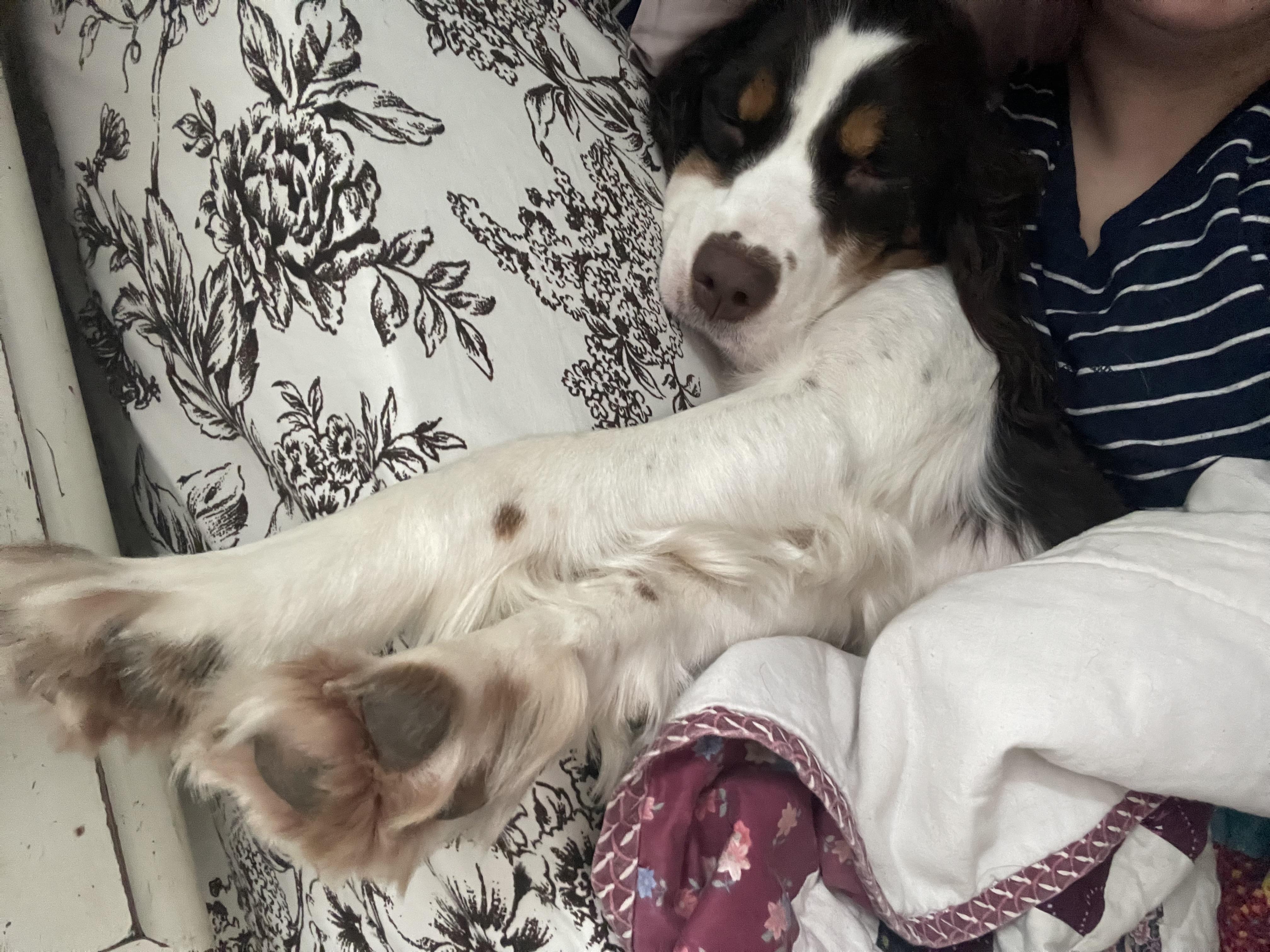 Essie, a ADOPTABLE English Springer Spaniel in Charlotte , NC image 3/5