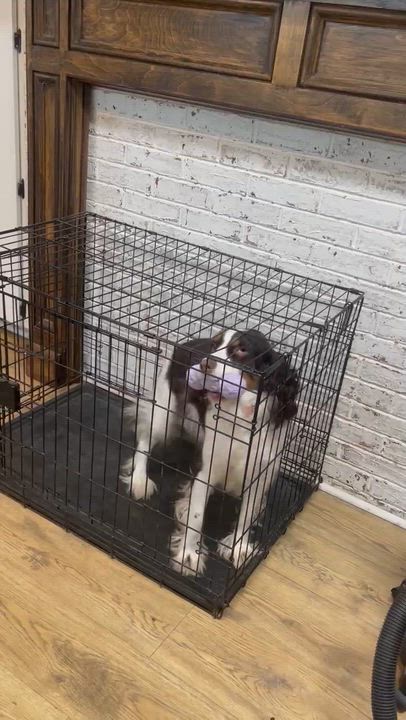 Enlarge Essie, a ADOPTABLE English Springer Spaniel in Charlotte , NC video 4/5
