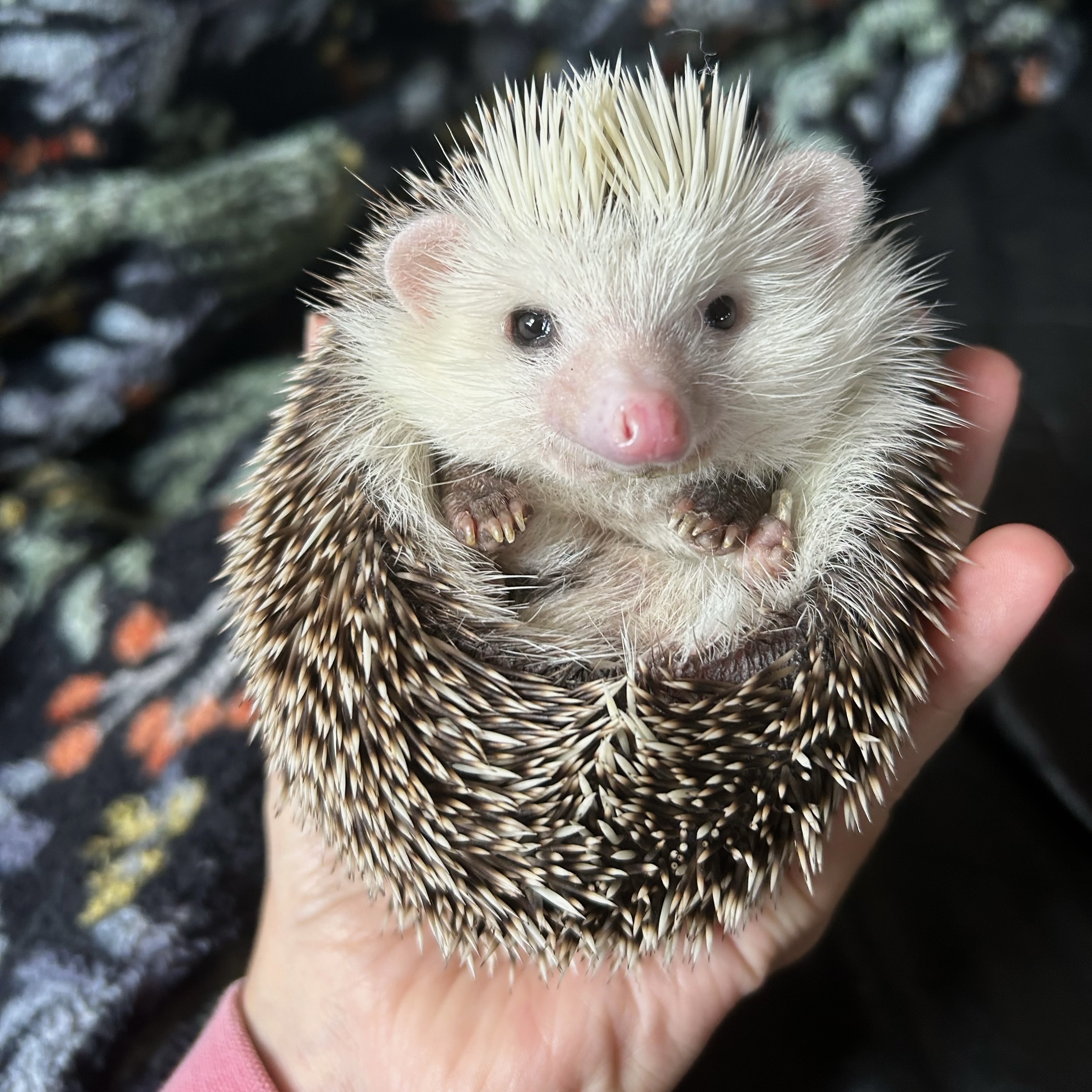 Hedgehog for adoption Lance Bass **Adoption Pending!**, a Hedgehog in