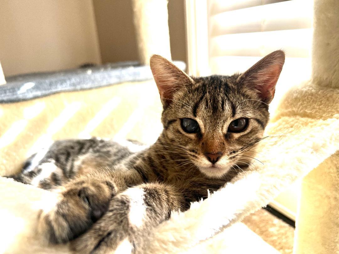 Ashoka, a Adoptable Domestic Short Hair in Oceanside, CA image 1/5