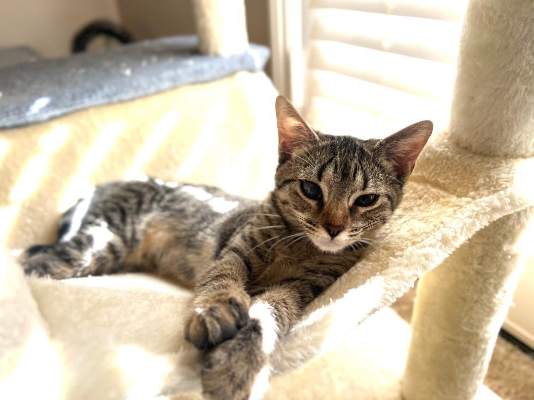 Ashoka, a Adoptable Domestic Short Hair in Oceanside, CA image 3/5