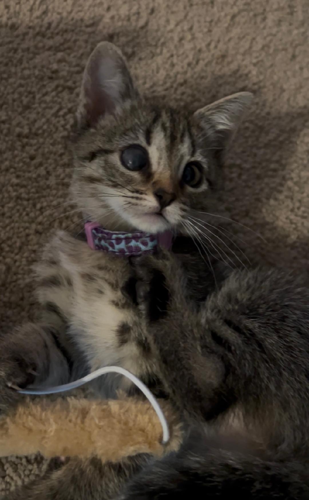 Ashoka, a Adoptable Domestic Short Hair in Oceanside, CA image 4/5