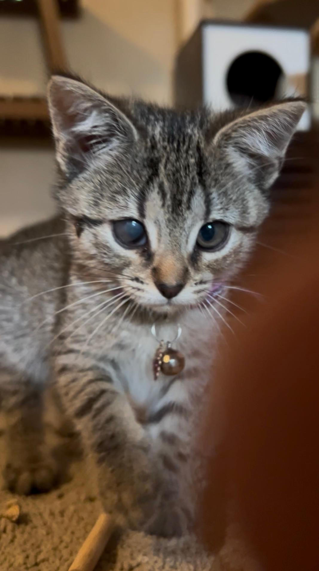 Ashoka, a Adoptable Domestic Short Hair in Oceanside, CA image 5/5