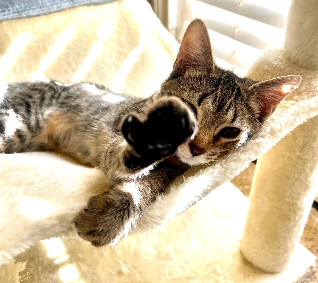 Ashoka, a Adoptable Domestic Short Hair in Oceanside, CA image 2/5