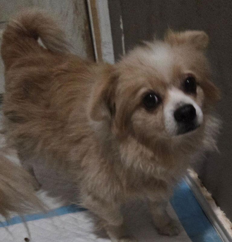 Sadie, Adoptable, Adult Female Pomeranian.