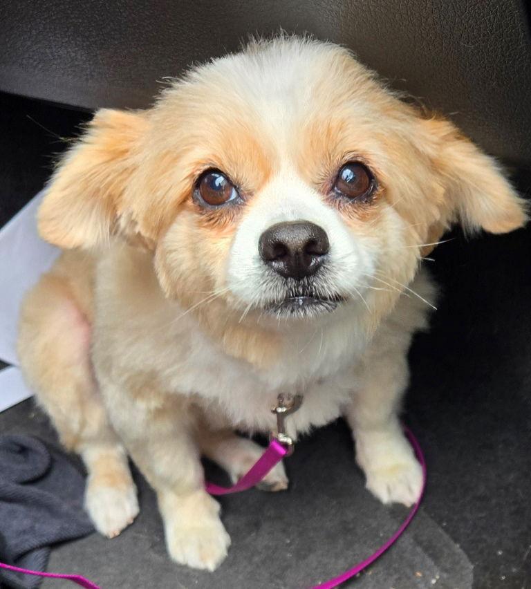 Sadie, a Adoptable Pomeranian in San Antonio, TX image 2/3