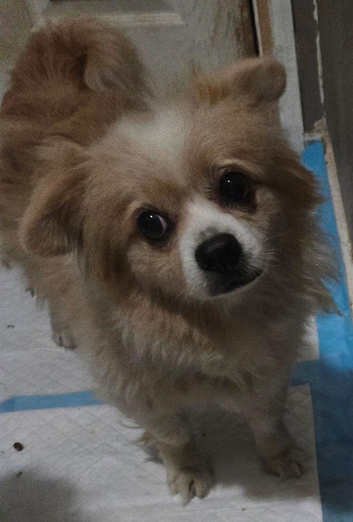 Sadie, a Adoptable Pomeranian in San Antonio, TX image 3/3
