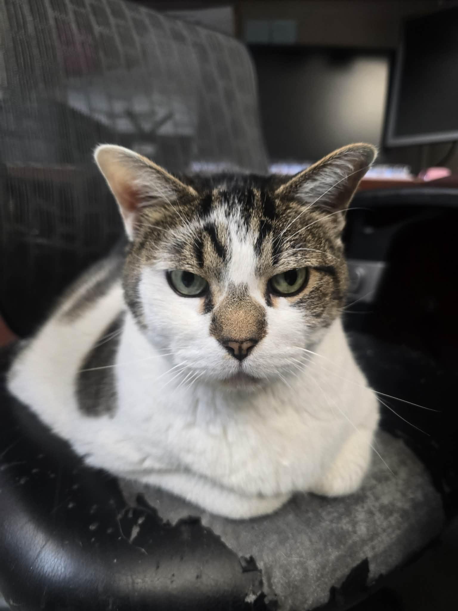 Big Mac, a ADOPTABLE Domestic Short Hair in Rock Falls, IL image 1/6