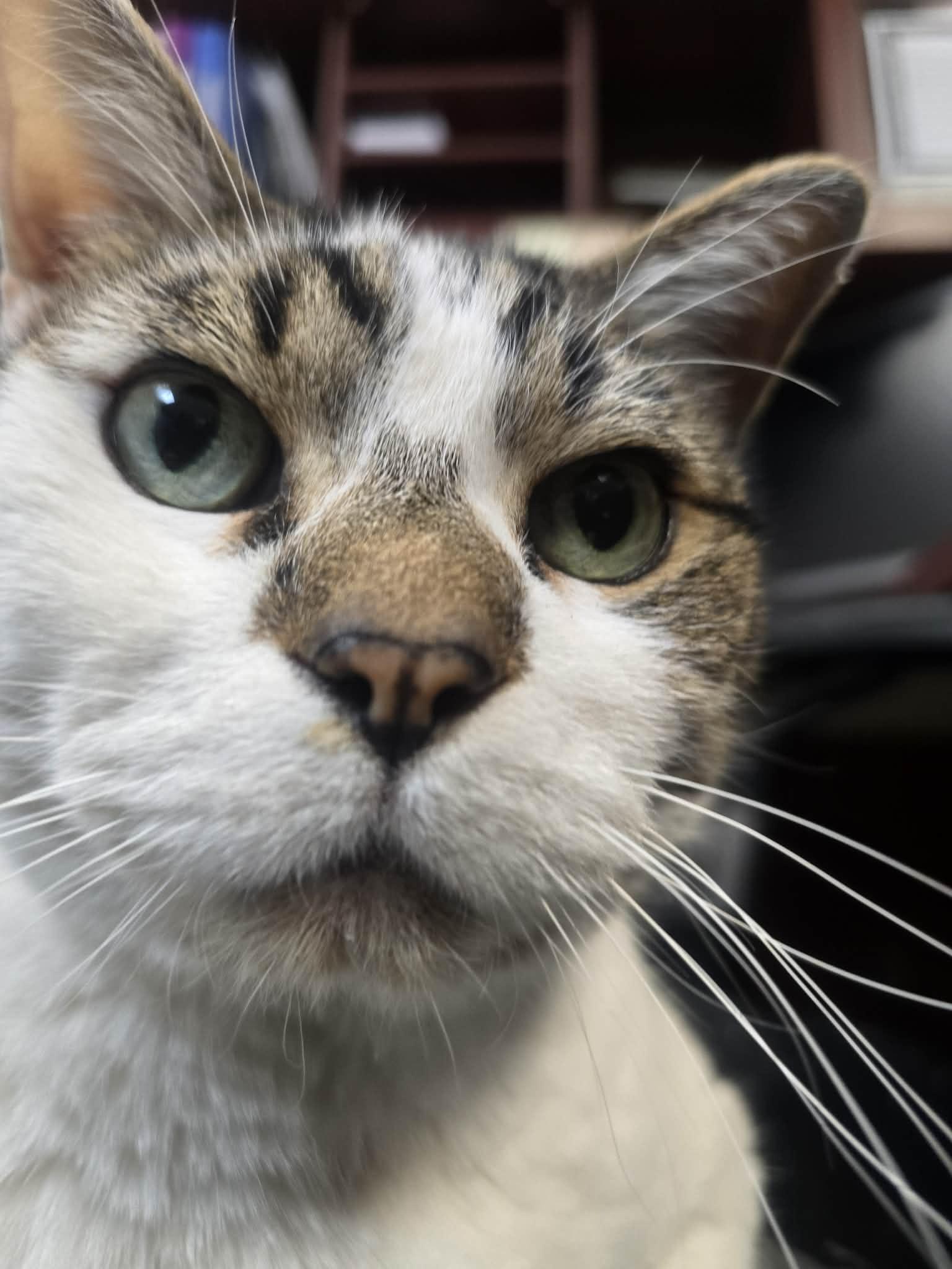 Big Mac, a ADOPTABLE Domestic Short Hair in Rock Falls, IL image 5/6