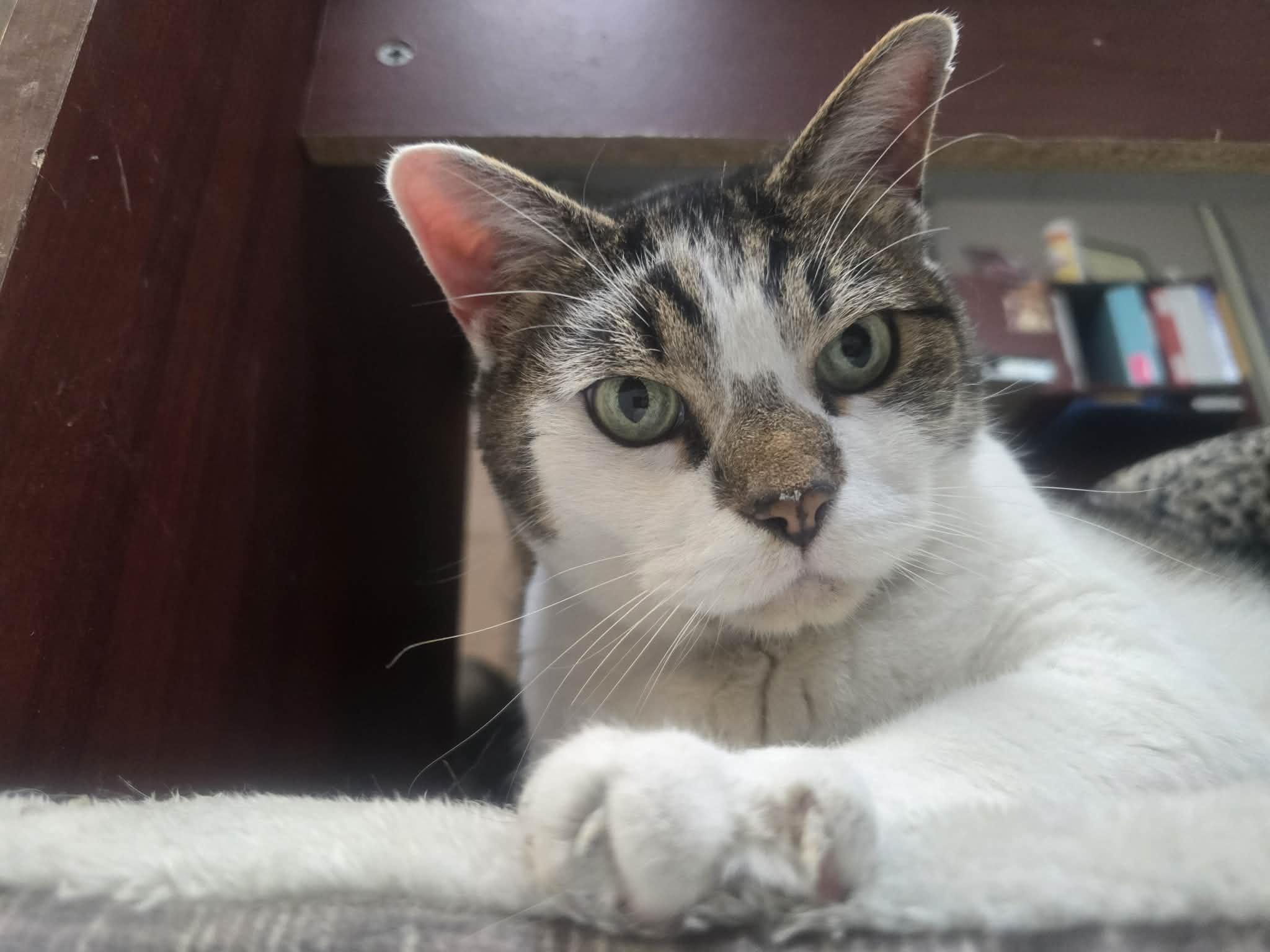 Big Mac, a ADOPTABLE Domestic Short Hair in Rock Falls, IL image 2/6