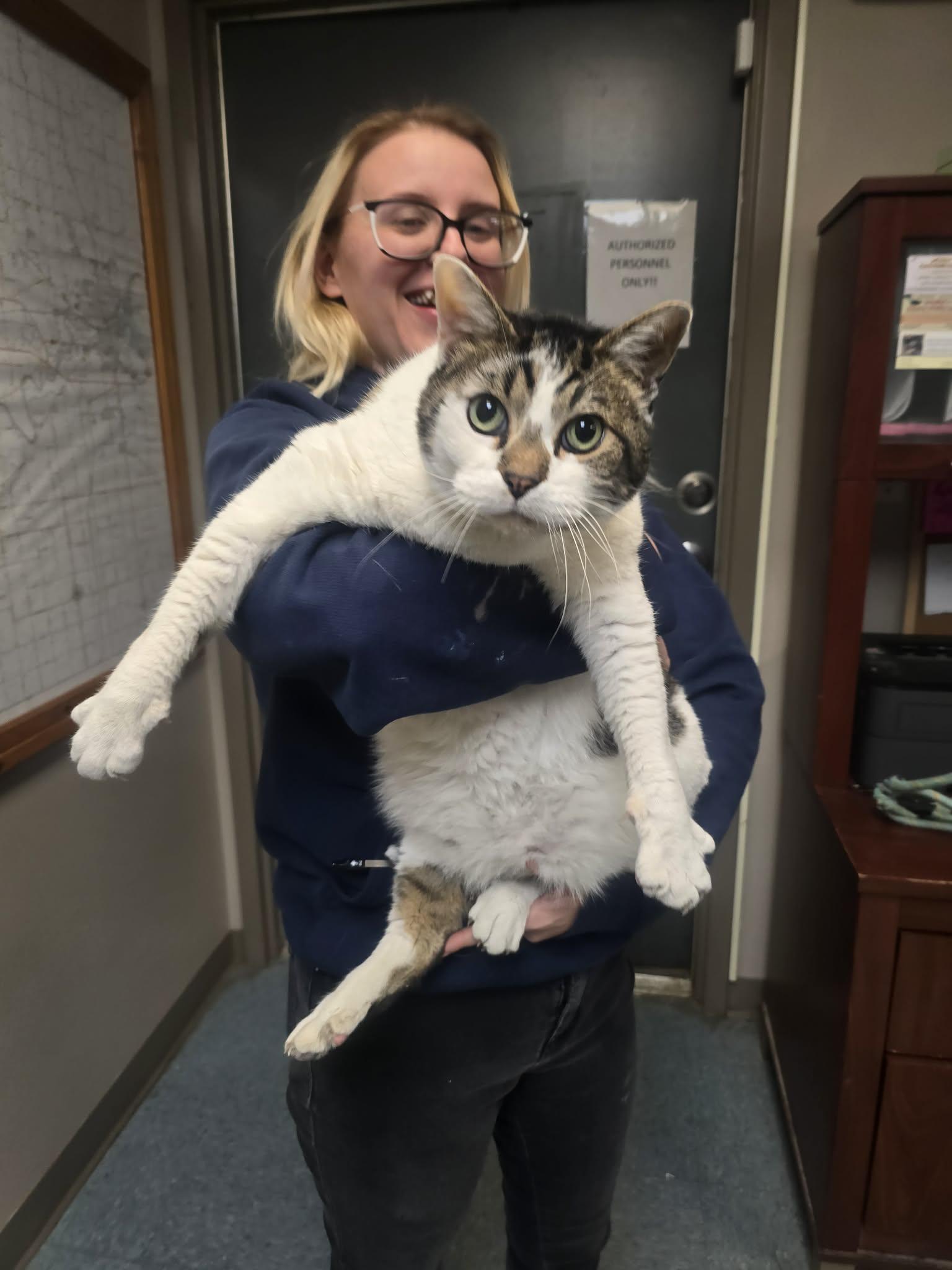Big Mac, a ADOPTABLE Domestic Short Hair in Rock Falls, IL image 6/6