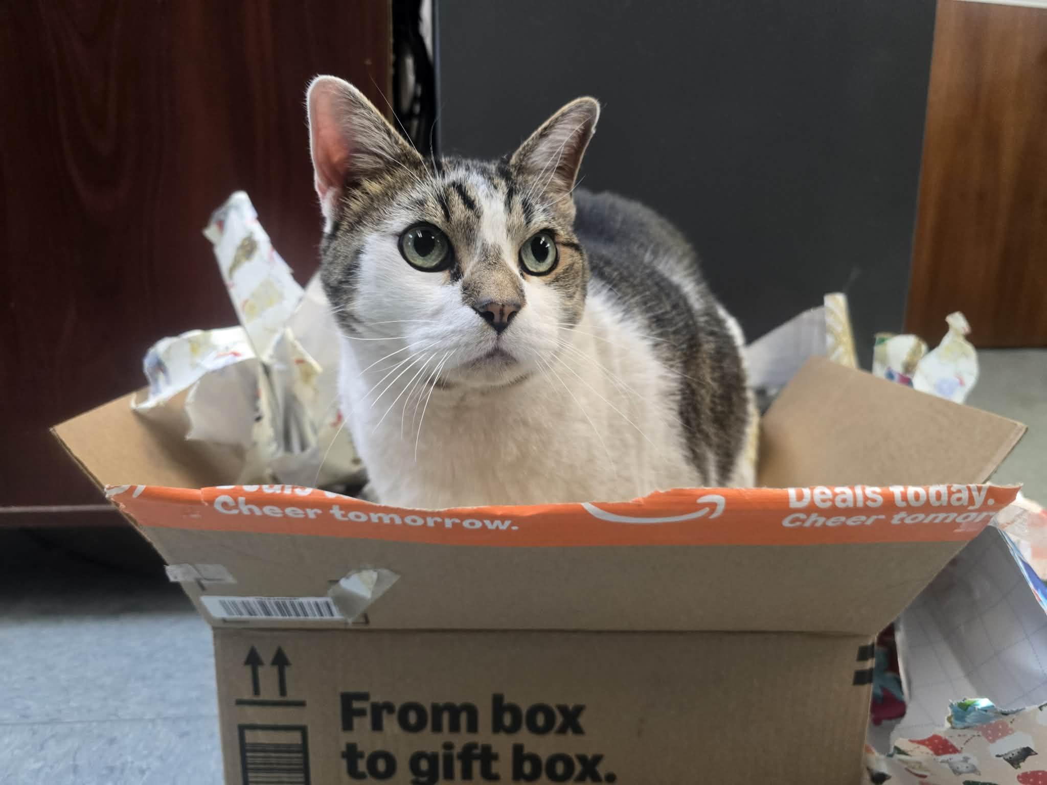 Big Mac, a ADOPTABLE Domestic Short Hair in Rock Falls, IL image 4/6