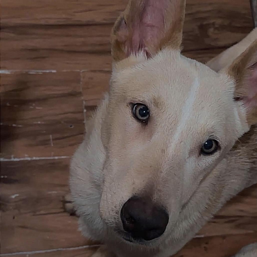 Kairo, Adoptable, Young Male German Shepherd Dog & Siberian Husky.