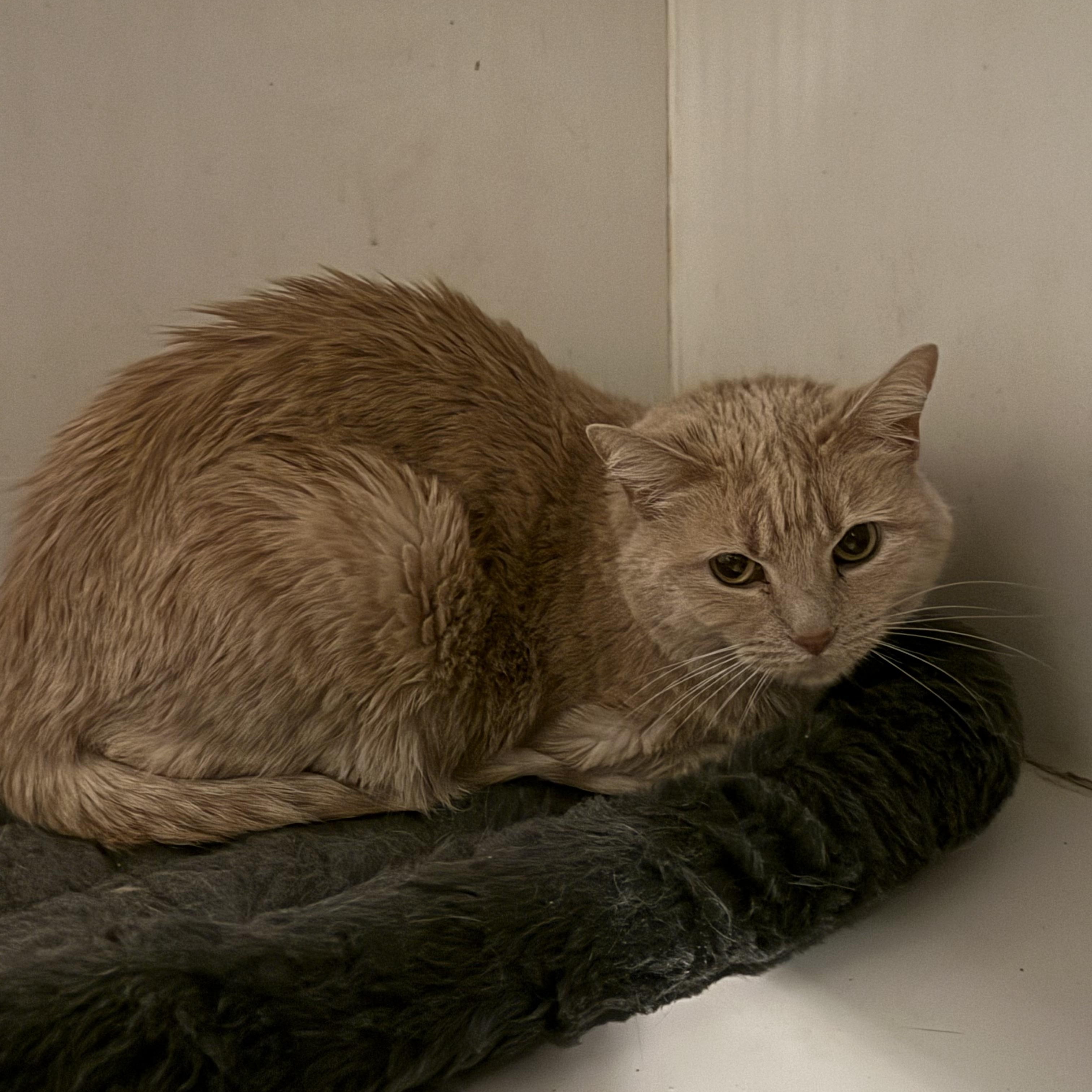 Enlarge Melissa, an adopted Domestic Short Hair in Marana, AZ image 1/1