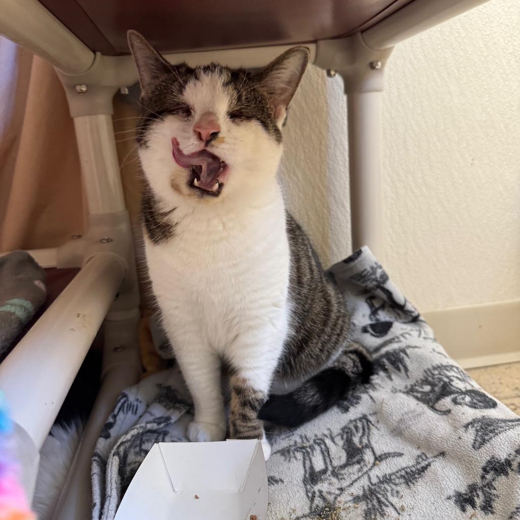 Enlarge Pixie Stix, a Adoptable Domestic Short Hair in Pekin, IL image 1/2