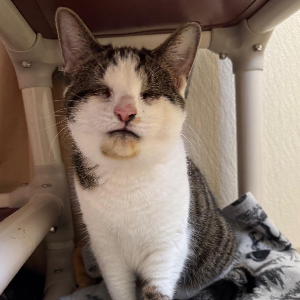 Enlarge Pixie Stix, a Adoptable Domestic Short Hair in Pekin, IL image 2/2