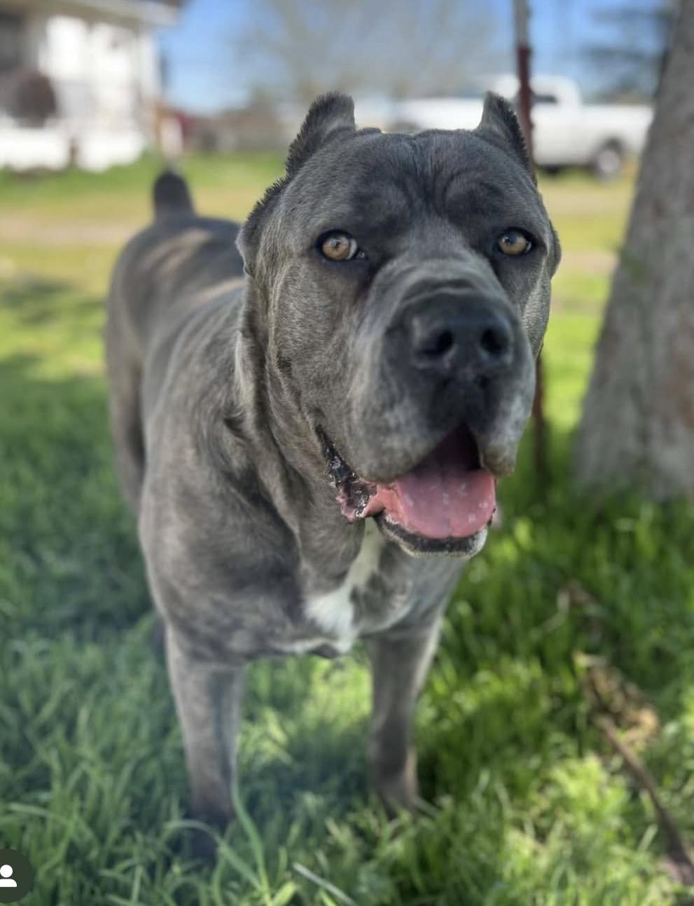 Roscoe photo 1