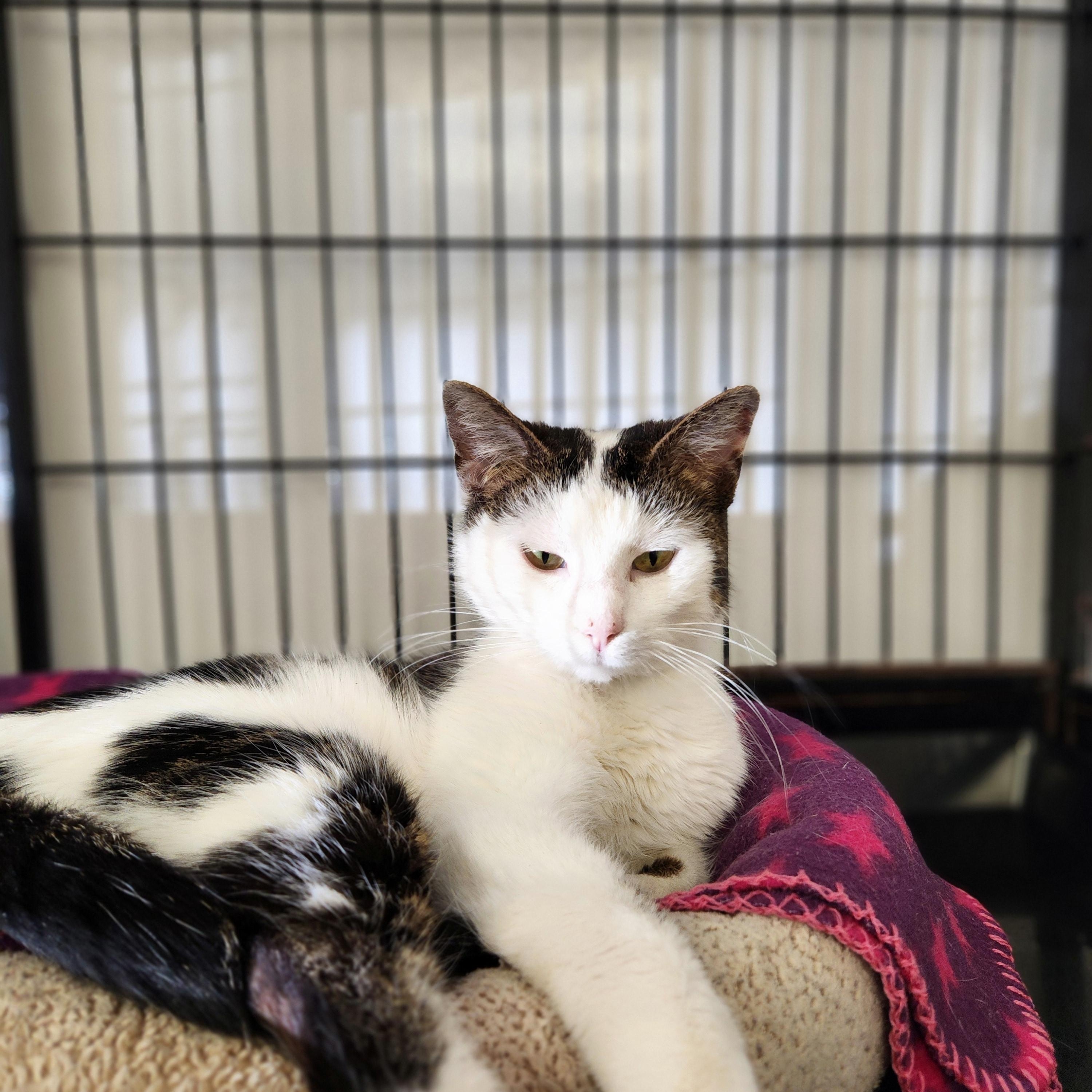 Sienna, ADOPTABLE, Adult Female Domestic Short Hair.