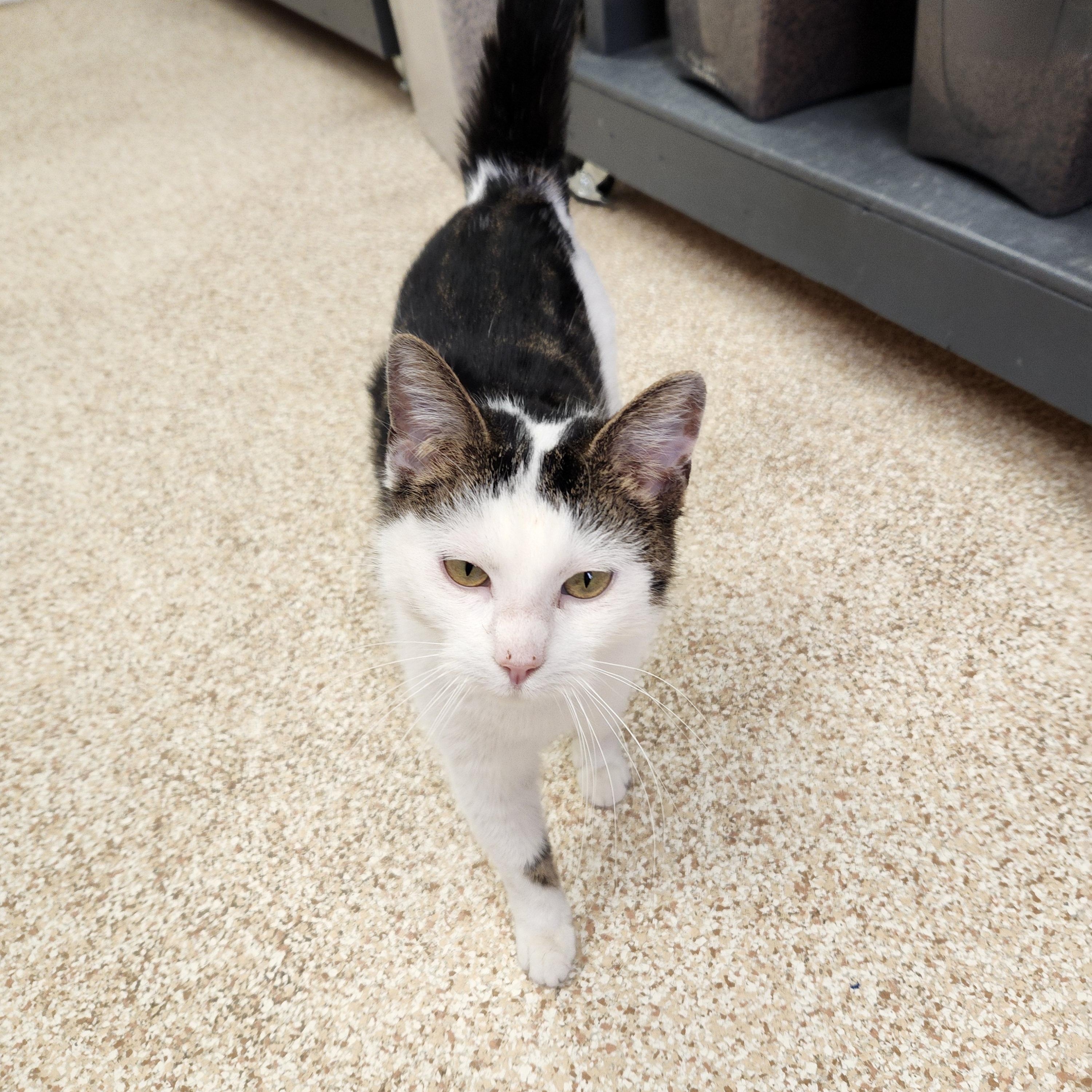 Enlarge Sienna, a ADOPTABLE mixed breed in Waupun, WI image 3/4