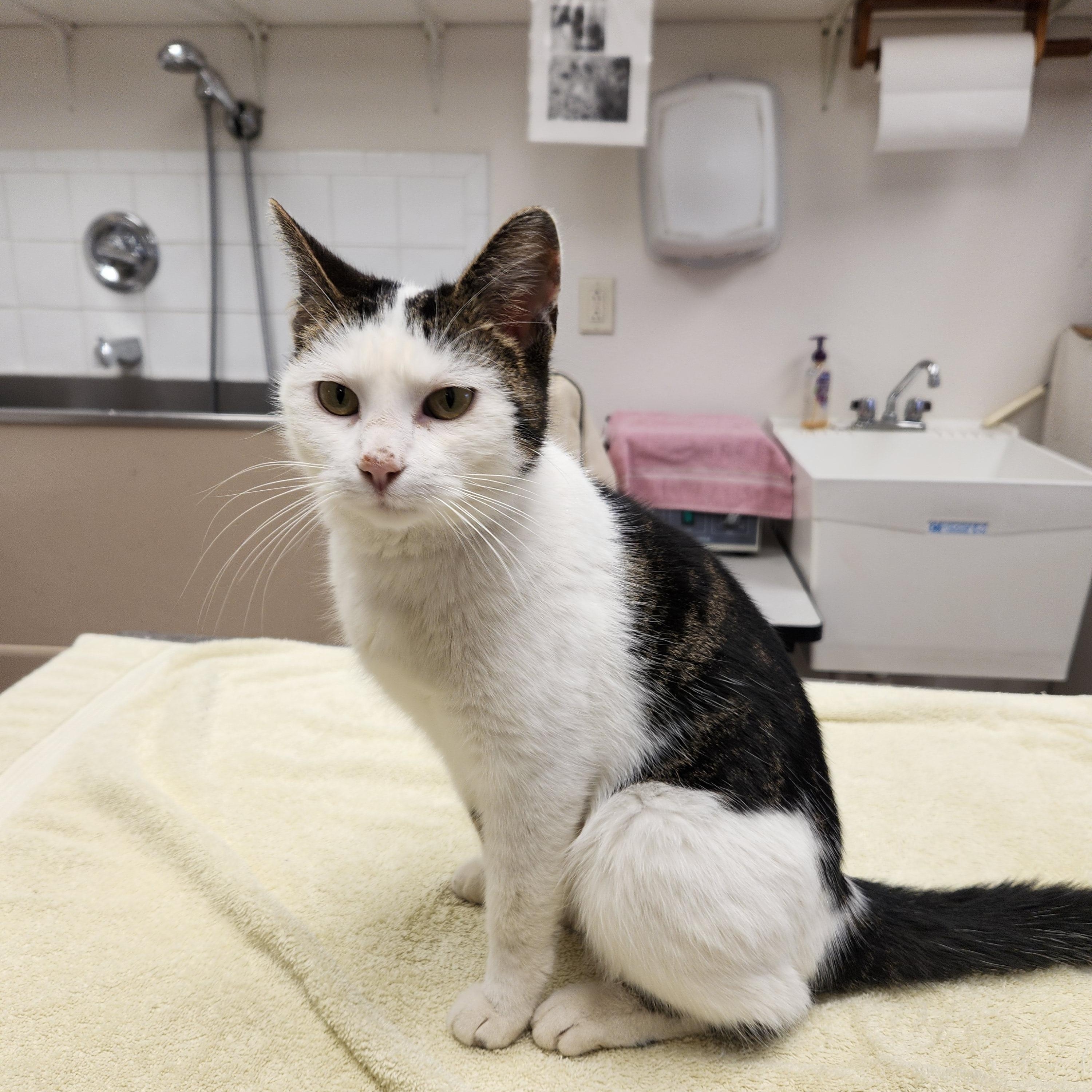 Enlarge Sienna, a ADOPTABLE mixed breed in Waupun, WI image 2/4