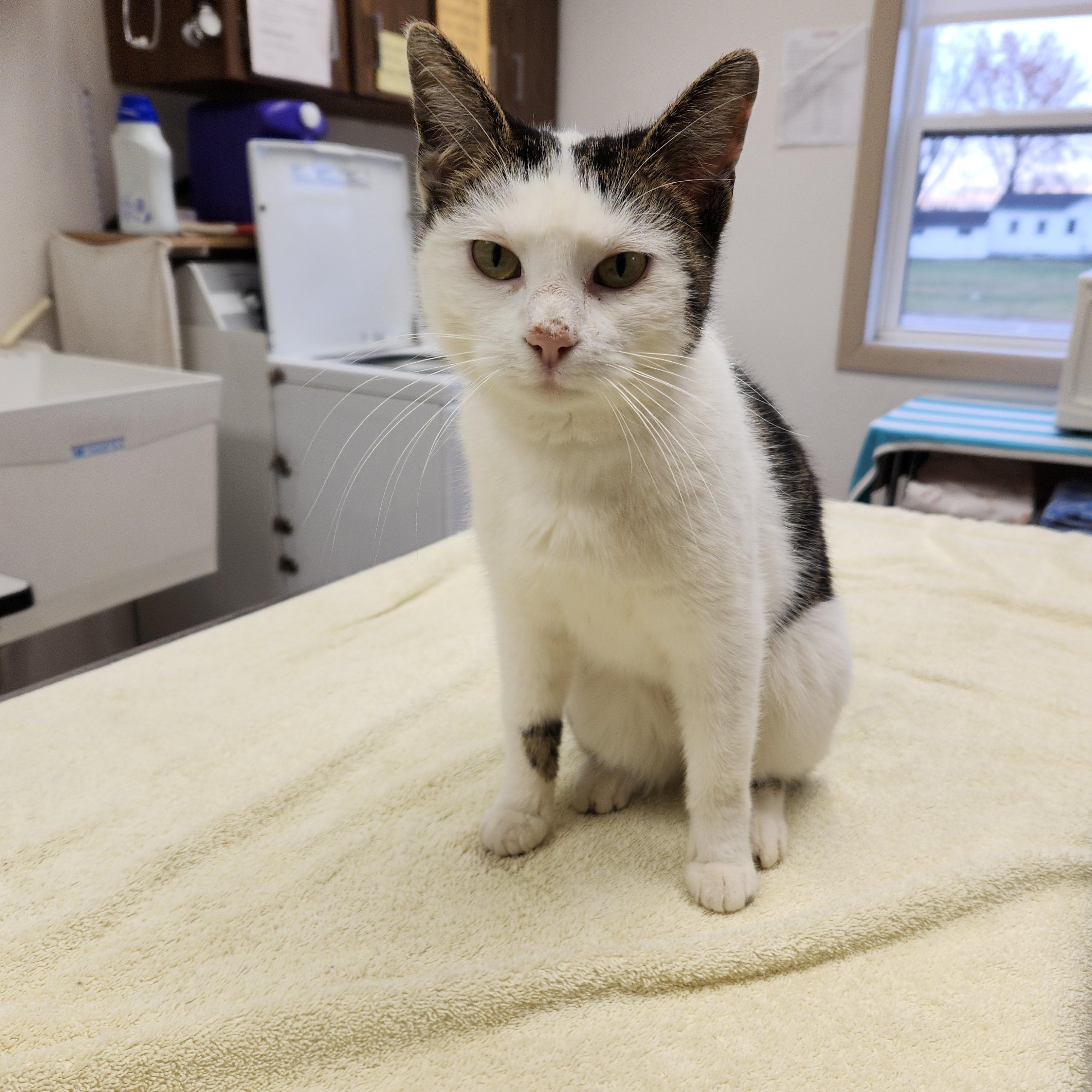 Enlarge Sienna, a ADOPTABLE mixed breed in Waupun, WI image 4/4