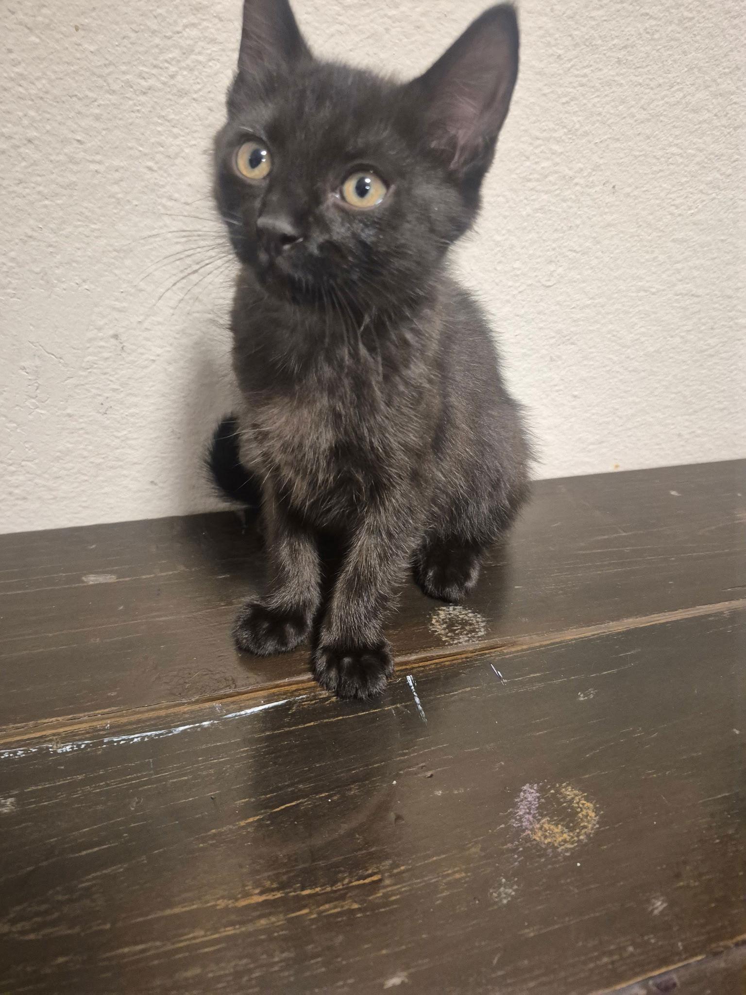 Enlarge Batman, a Adopted Domestic Short Hair in Oviedo, FL image 1/1