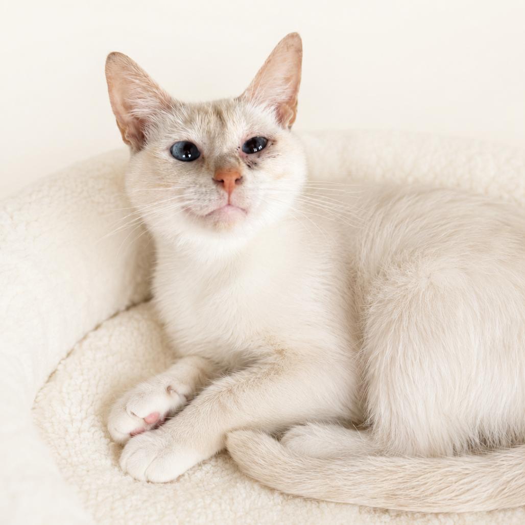 Enlarge Snowball, a Adoptable mixed breed in Redwood Falls, MN image 2/2