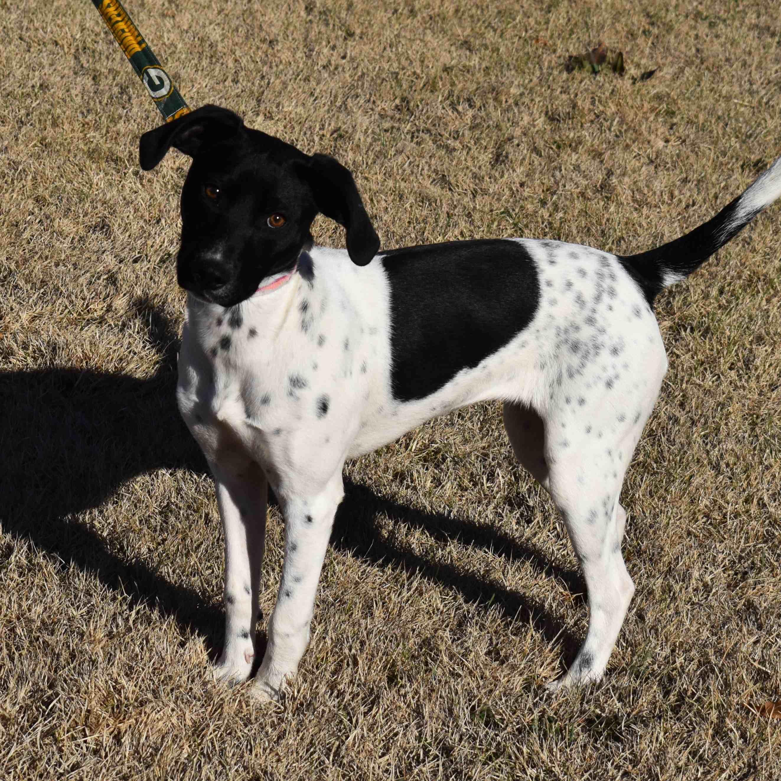 Enlarge Jewel, a ADOPTABLE Mixed Breed in Searcy, AR image 6/6