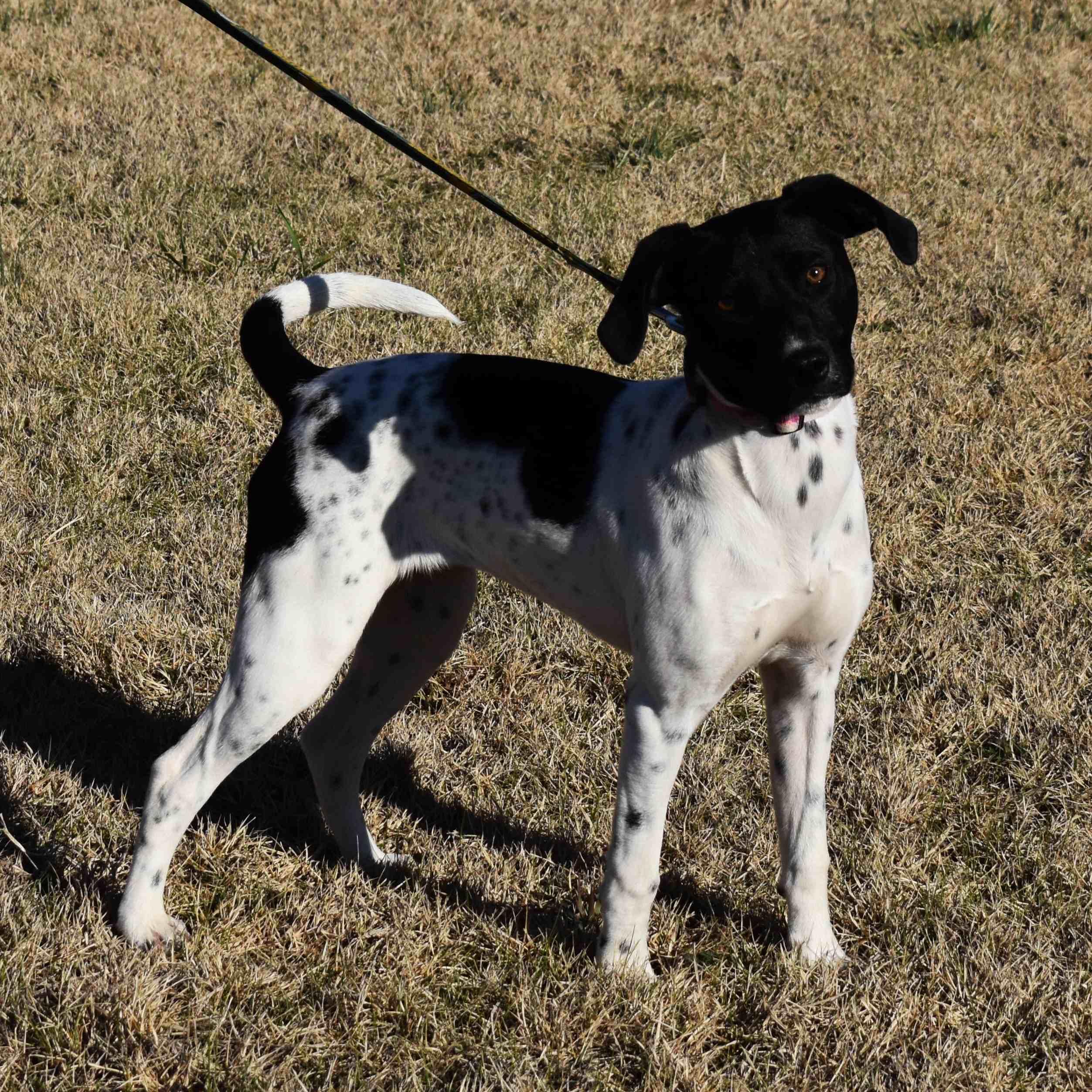 Enlarge Jewel, a ADOPTABLE Mixed Breed in Searcy, AR image 1/6