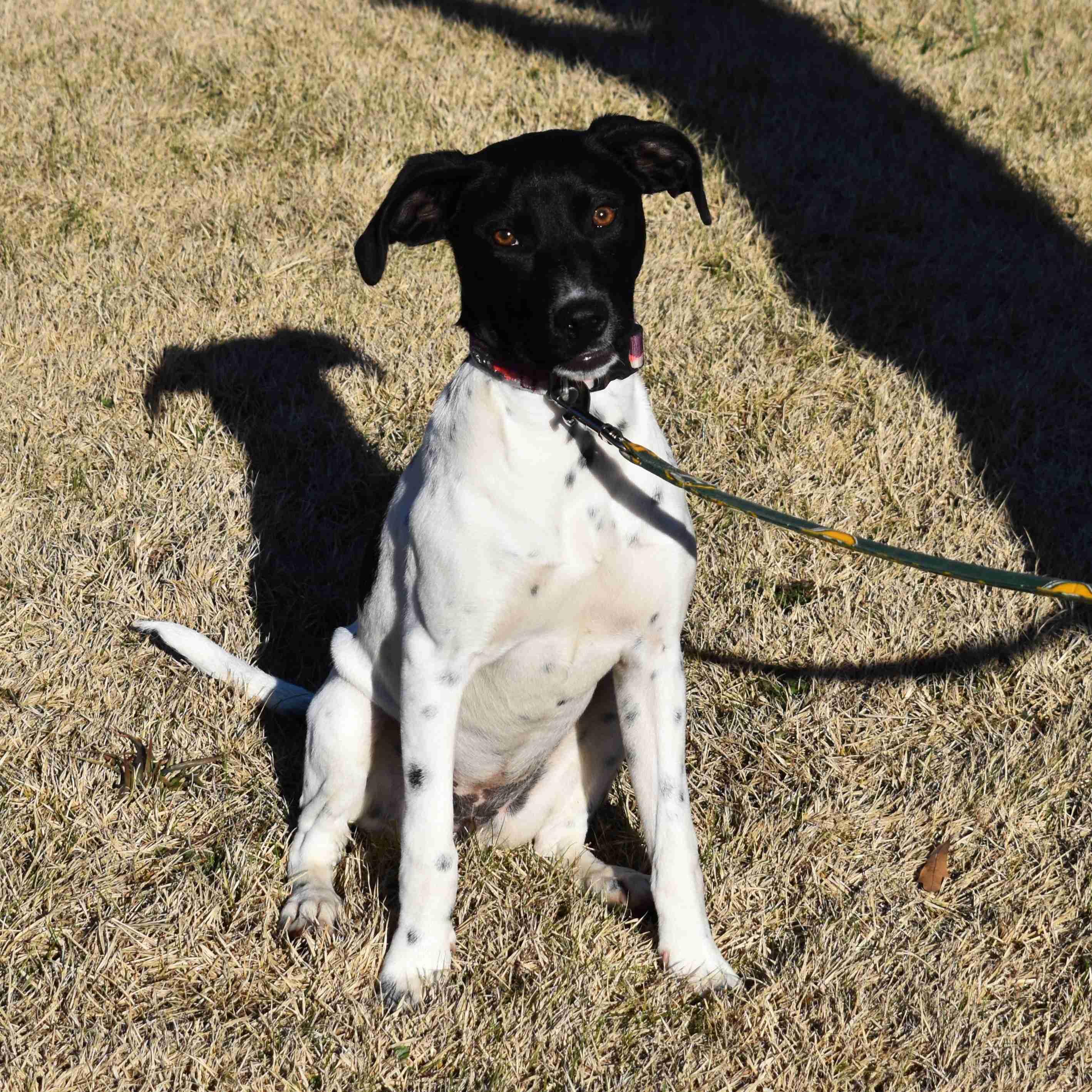 Enlarge Jewel, a ADOPTABLE Mixed Breed in Searcy, AR image 2/6