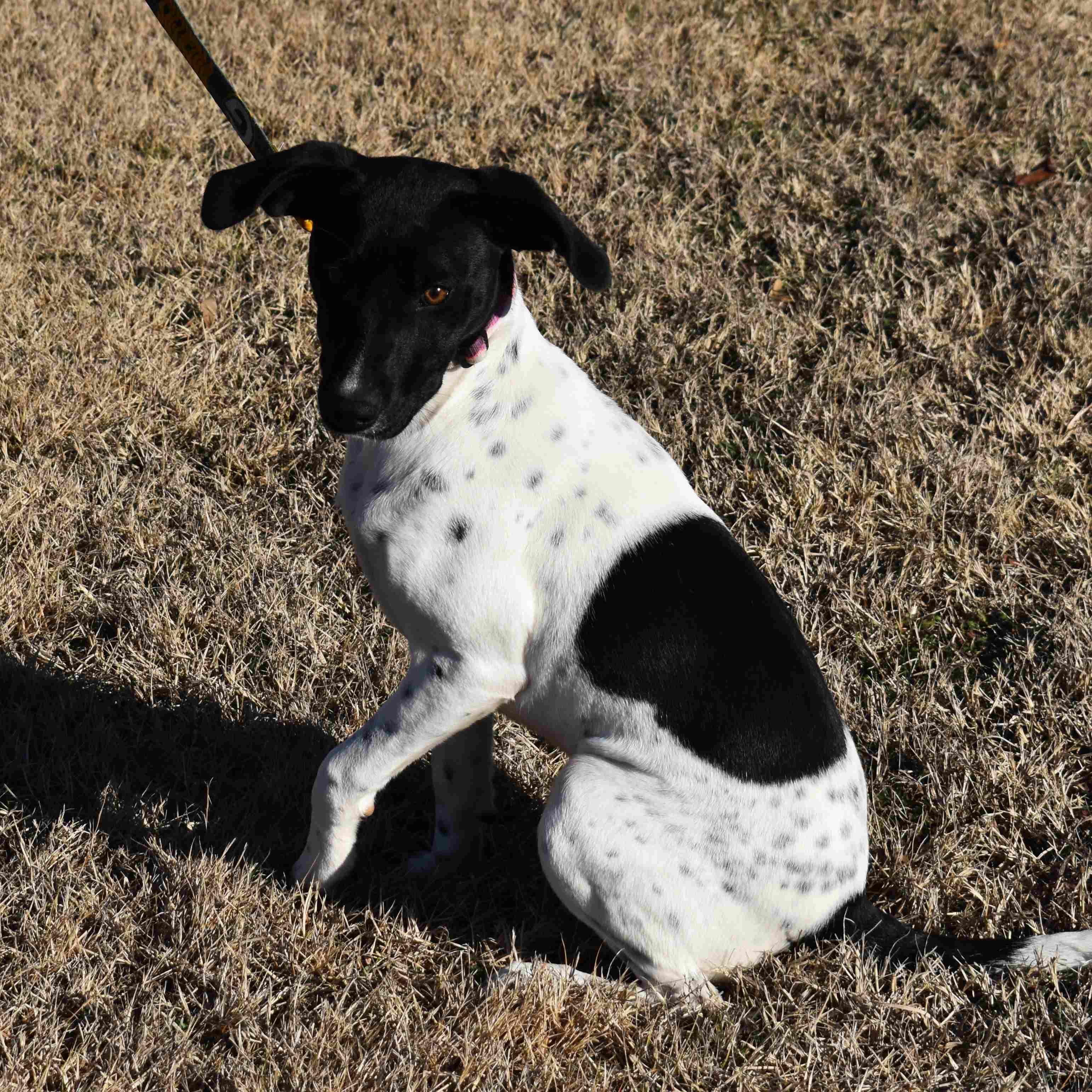 Enlarge Jewel, a ADOPTABLE Mixed Breed in Searcy, AR image 3/6