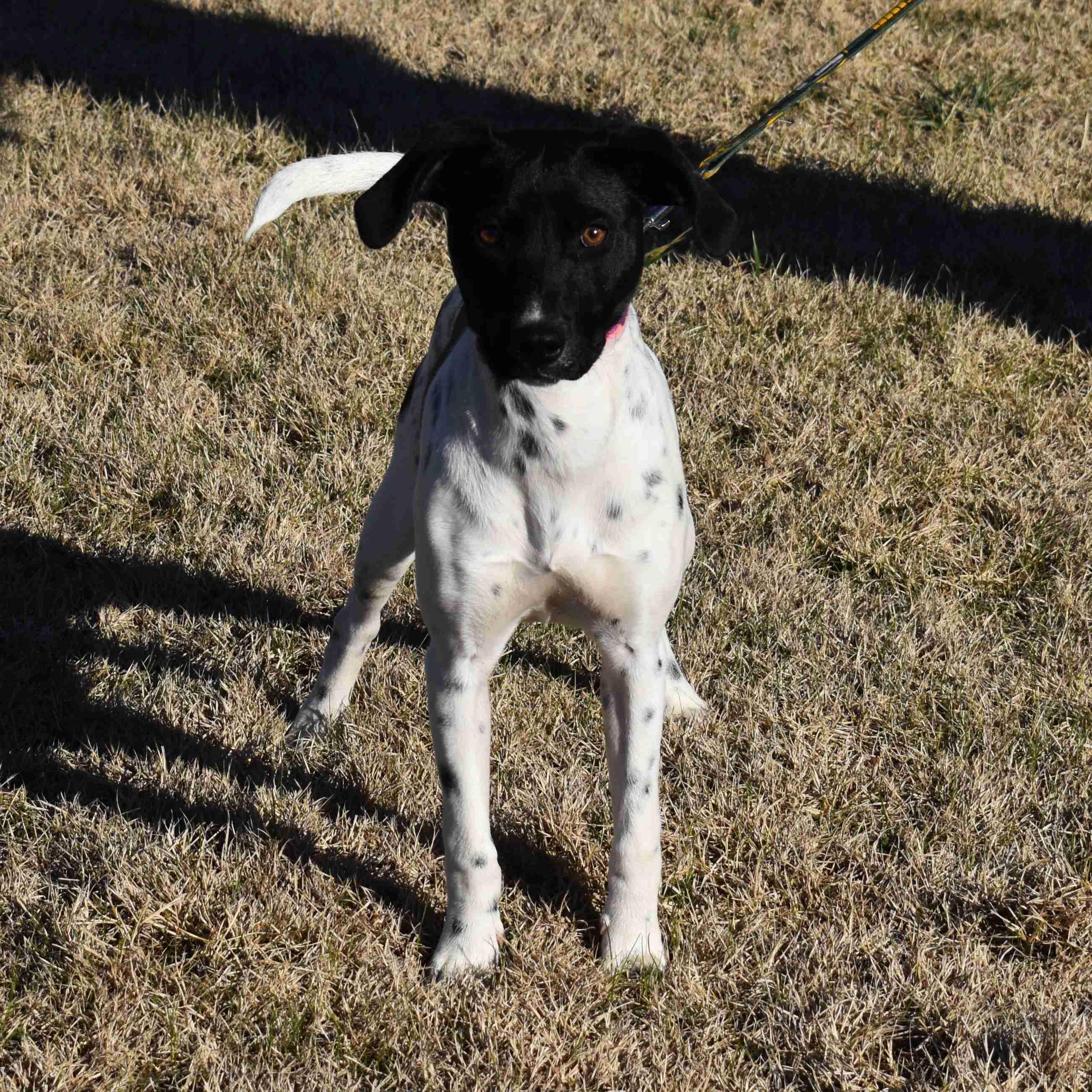 Enlarge Jewel, a ADOPTABLE Mixed Breed in Searcy, AR image 4/6