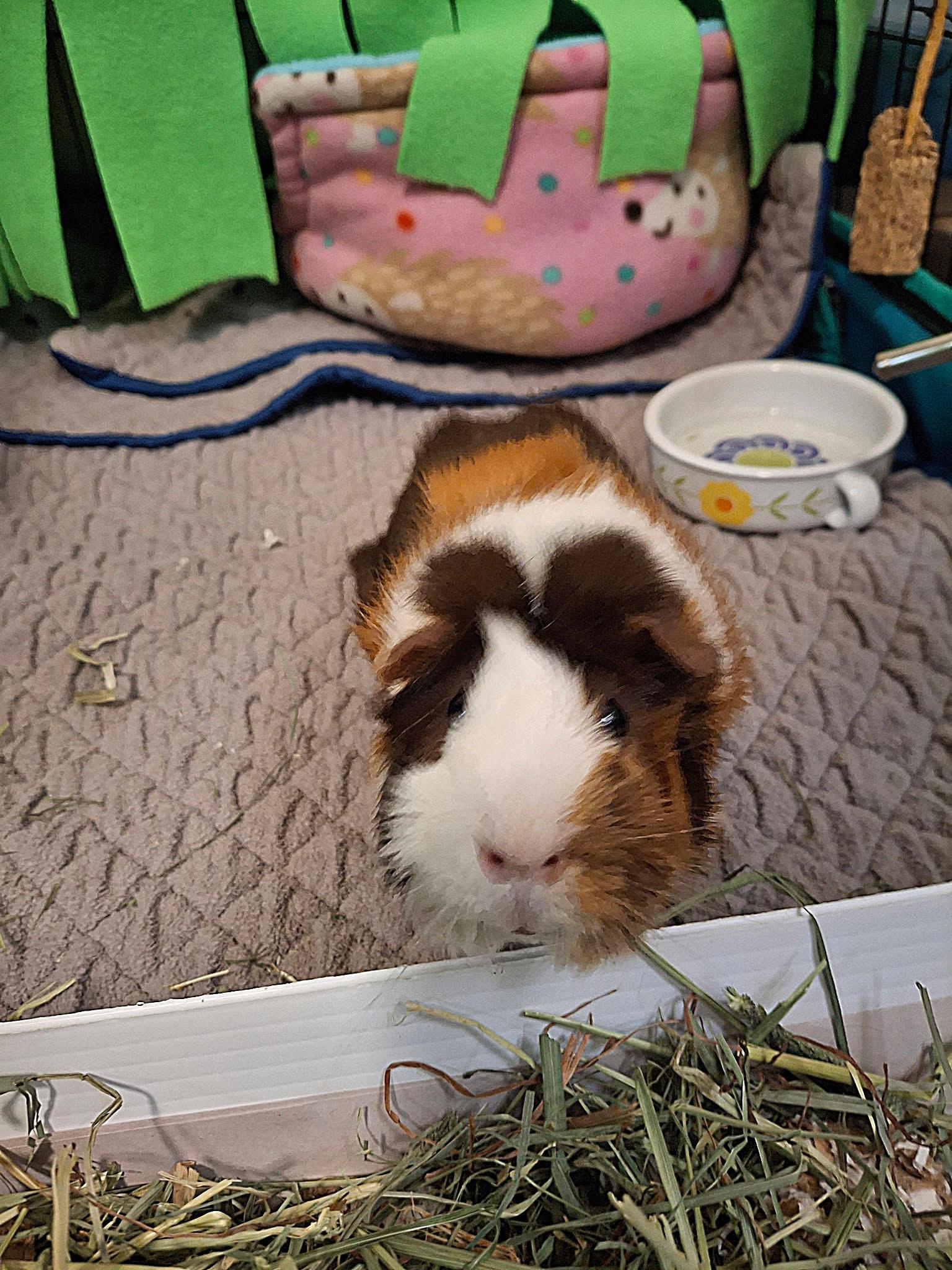 Enlarge Ms Frisco, a ADOPTABLE Abyssinian in Omaha, NE image 1/3