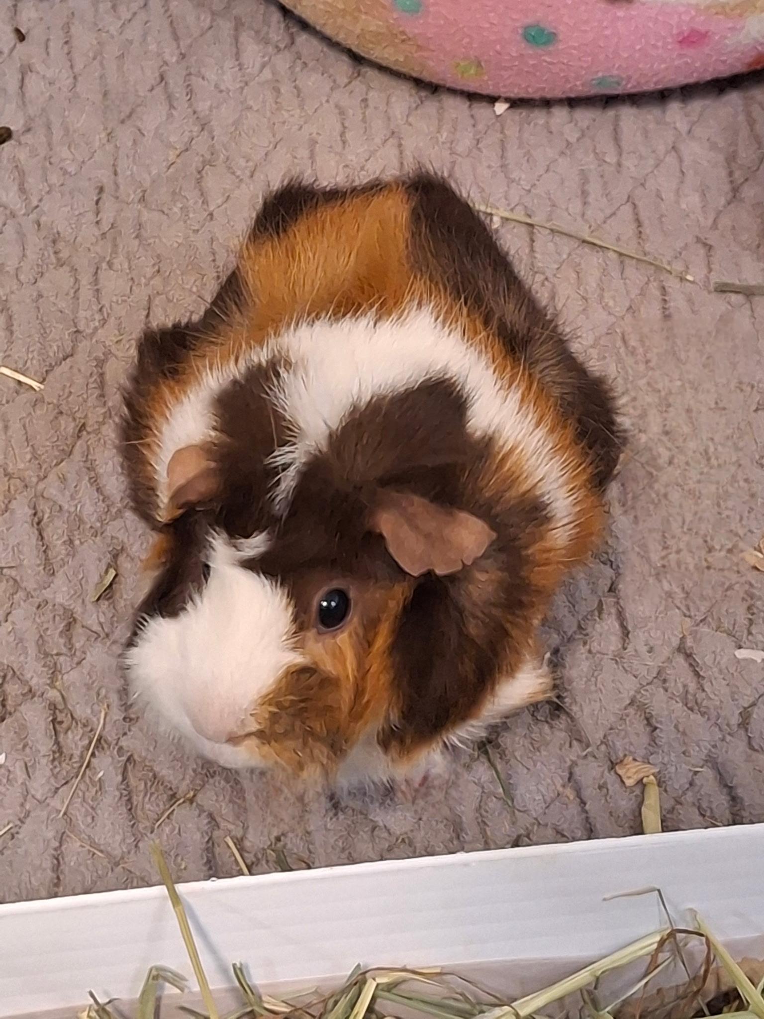 Enlarge Ms Frisco, a ADOPTABLE Abyssinian in Omaha, NE image 2/3