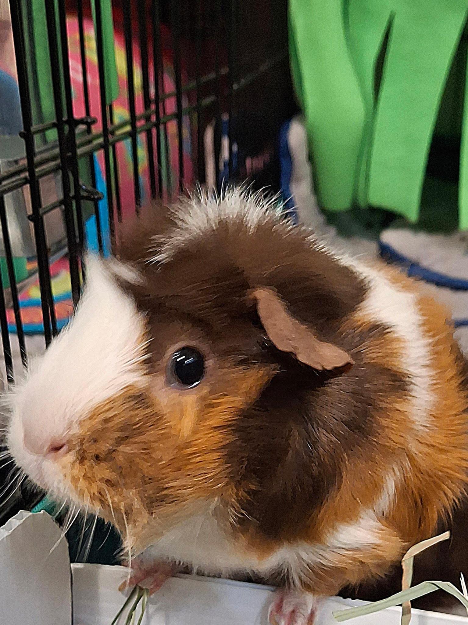 Enlarge Ms Frisco, a ADOPTABLE Abyssinian in Omaha, NE image 3/3