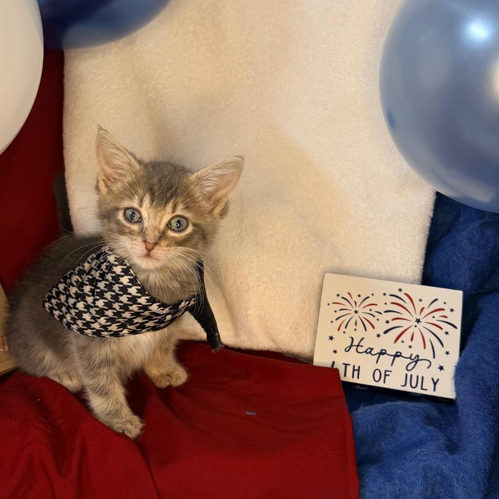 Sugar Shane, Adoptable, Kitten Male Domestic Short Hair.