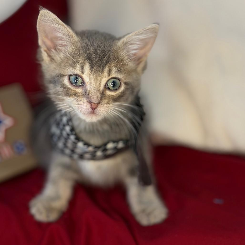 Sugar Shane, a Adoptable Domestic Short Hair in Mount Vernon, IL image 2/6