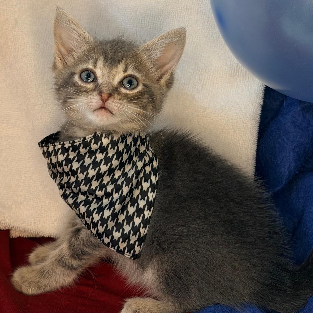 Sugar Shane, a Adoptable Domestic Short Hair in Mount Vernon, IL image 3/6