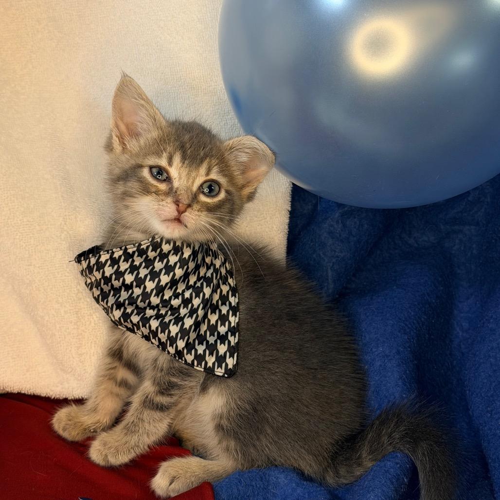 Sugar Shane, a Adoptable Domestic Short Hair in Mount Vernon, IL image 4/6
