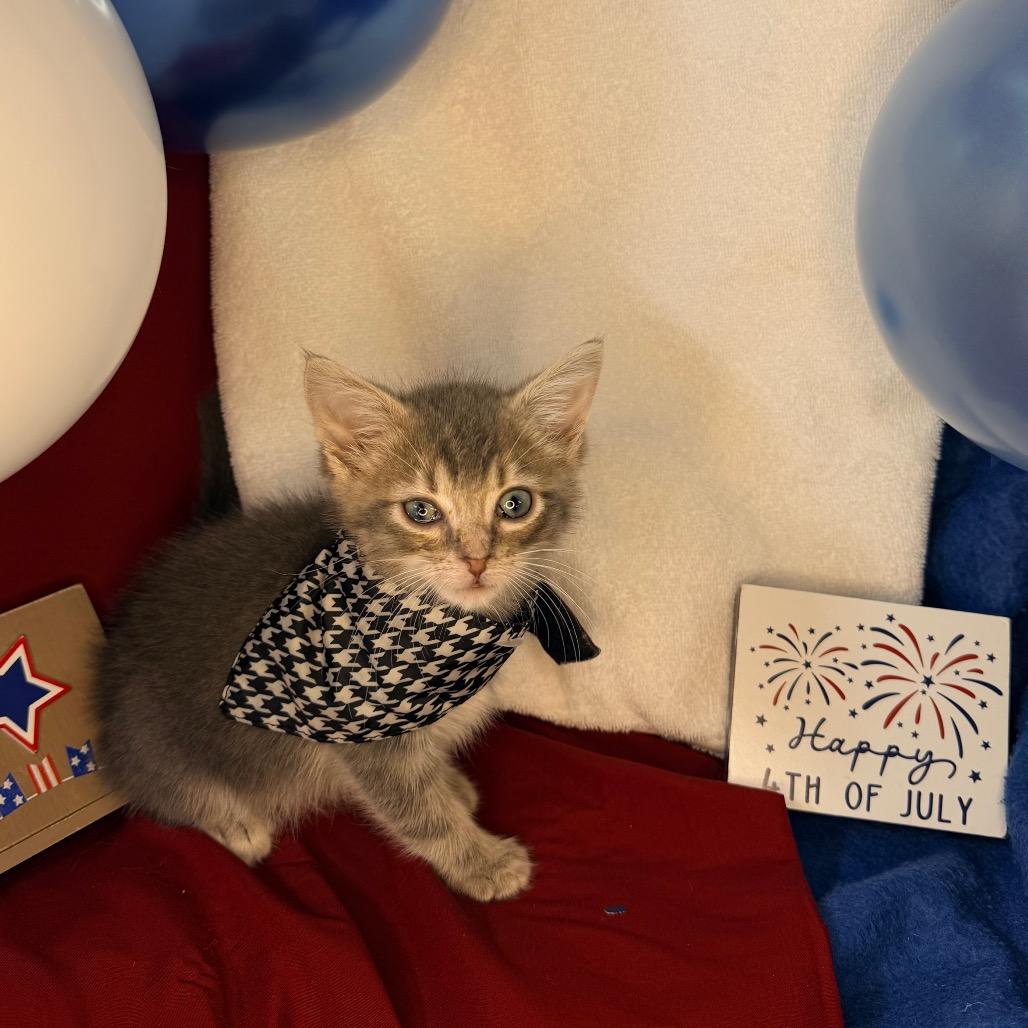 Sugar Shane, a Adoptable Domestic Short Hair in Mount Vernon, IL image 5/6