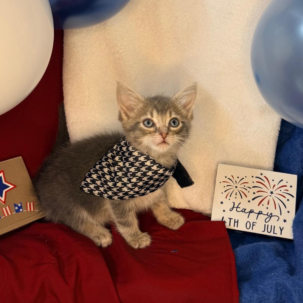 Sugar Shane, a Adoptable Domestic Short Hair in Mount Vernon, IL image 6/6