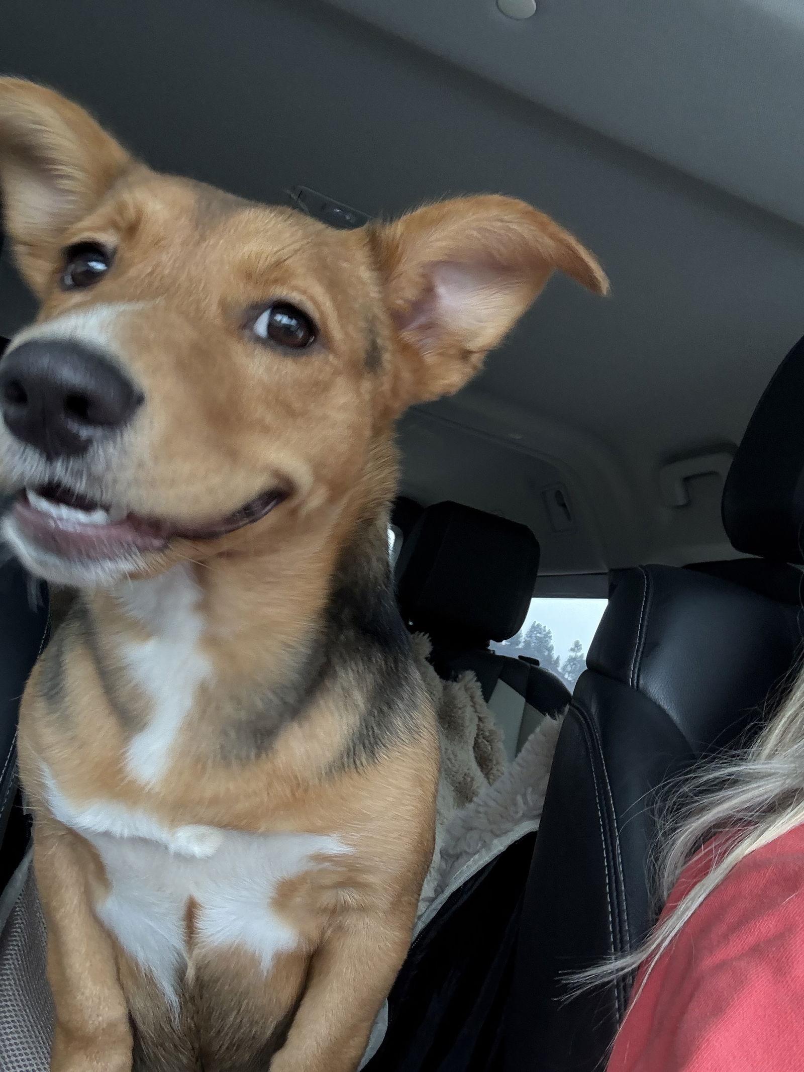 Enlarge Nelly, a Adopted mixed breed in Sparks, NV image 1/3