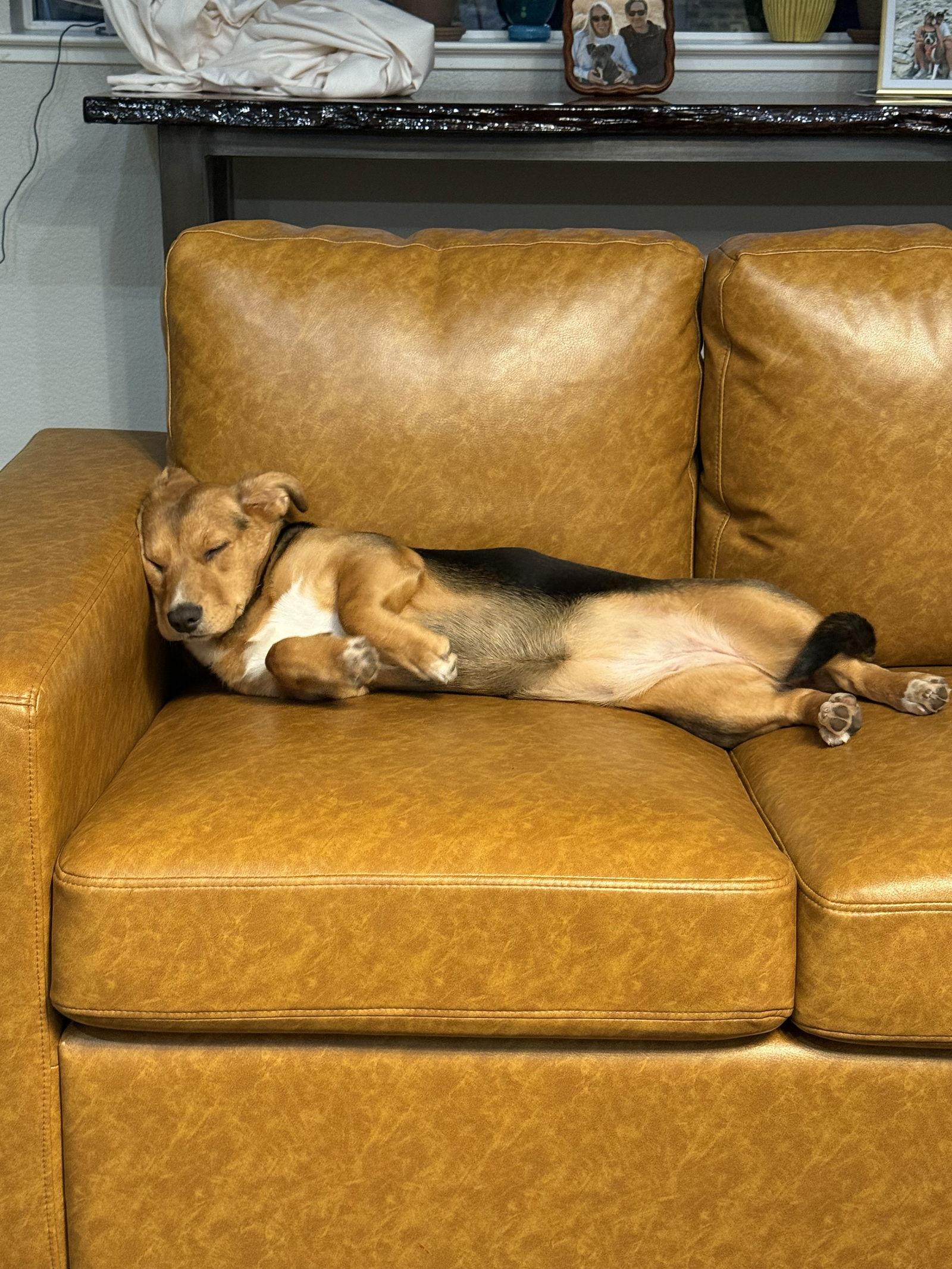 Enlarge Nelly, a Adopted mixed breed in Sparks, NV image 2/3