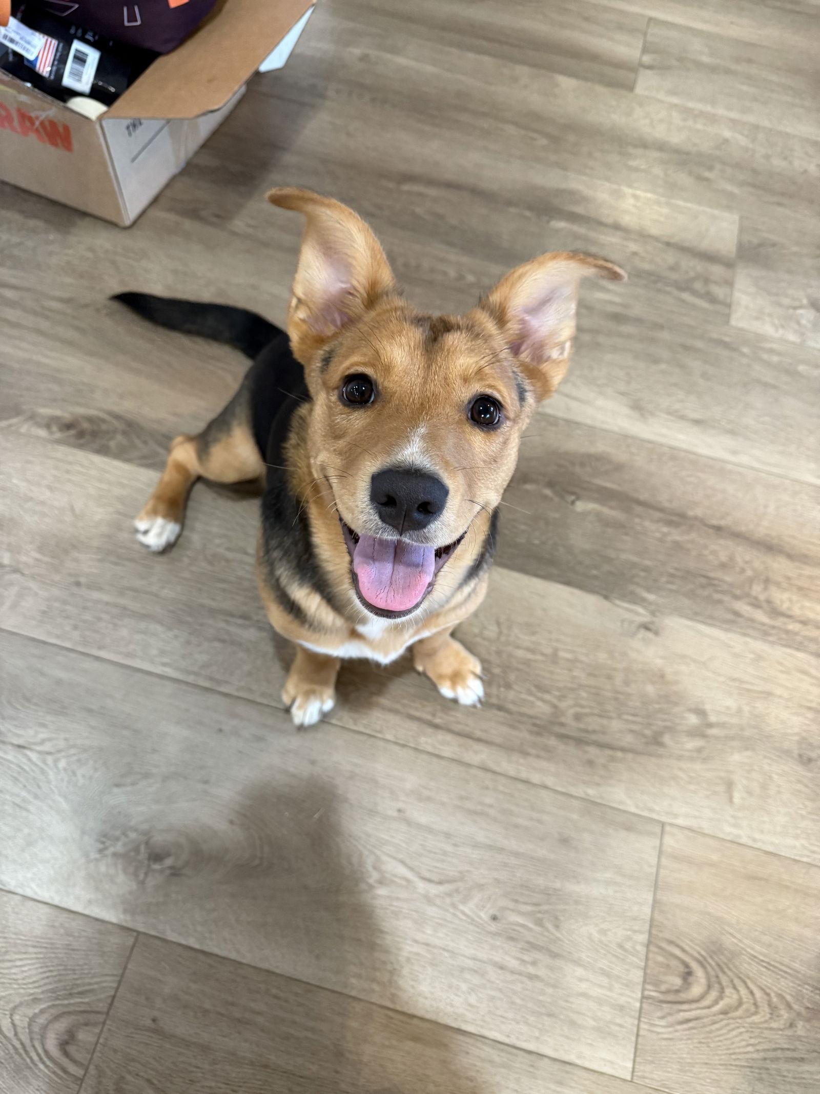 Enlarge Nelly, a Adopted mixed breed in Sparks, NV image 3/3