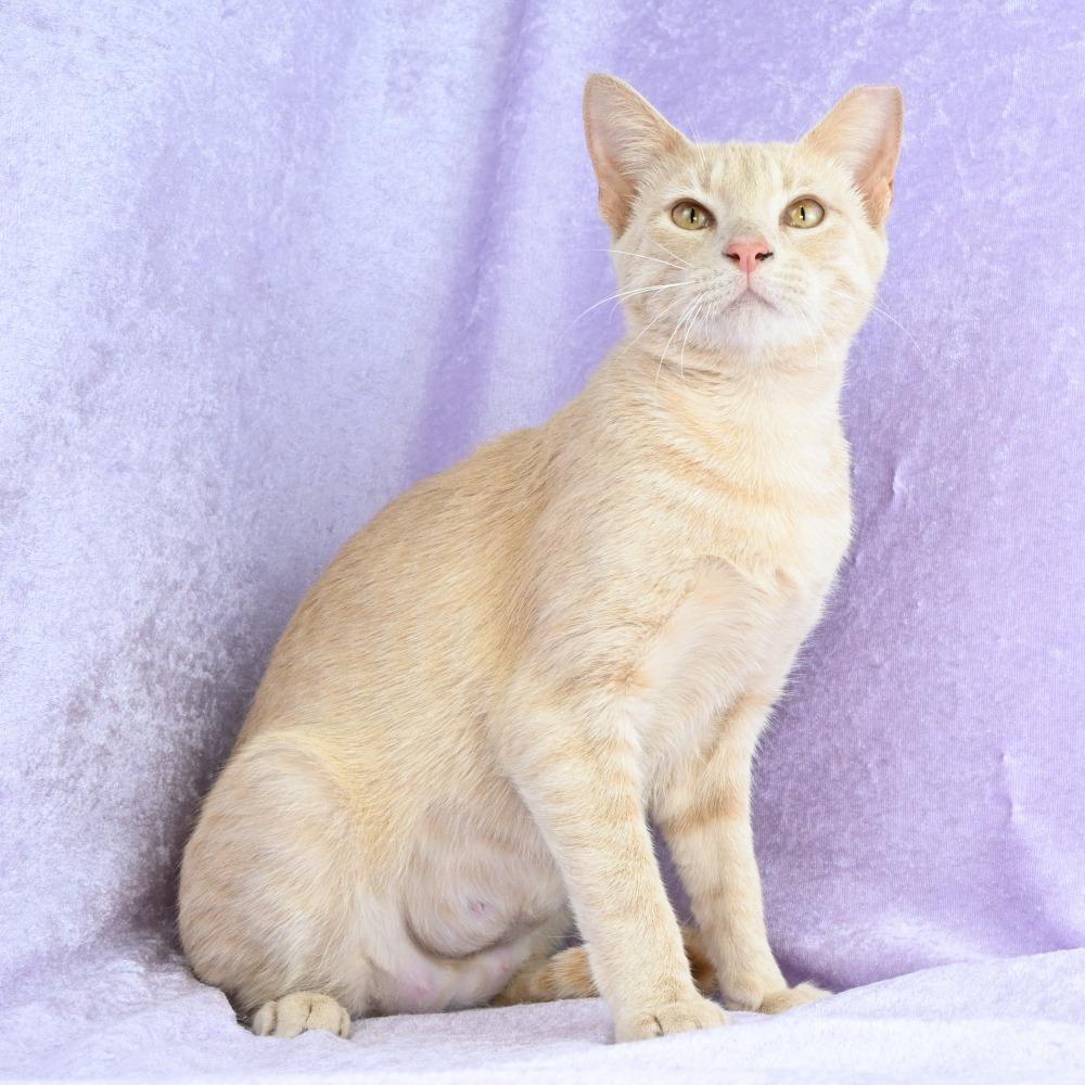 Enlarge Lacy, a Adoptable Domestic Short Hair in Mobile, AL image 1/6