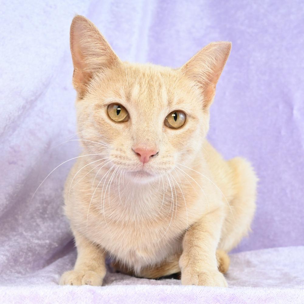 Enlarge Lacy, a Adoptable Domestic Short Hair in Mobile, AL image 2/6